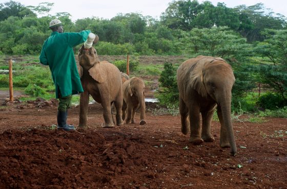 David Sheldrick Elephant Orphanage & Giraffe Center Day Tour