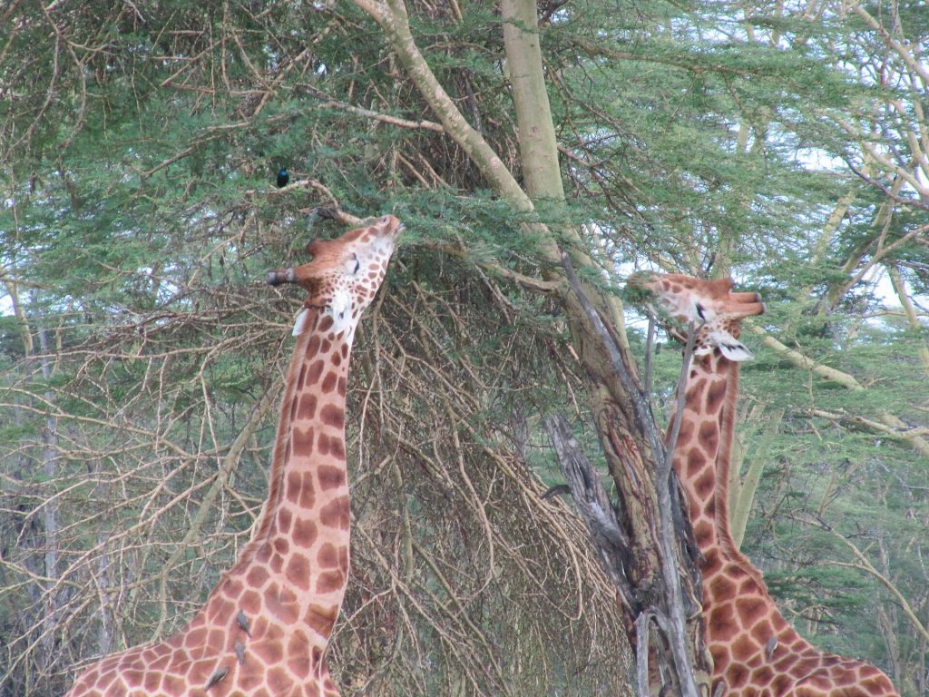 Lake Nakuru National Park Day Trip safari view 4