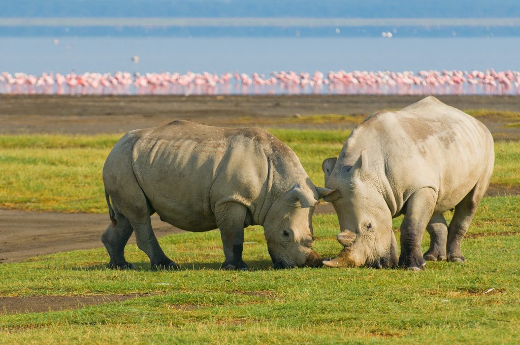 4 Days Maasai Mara & Lake Nakuru Lodge Safari