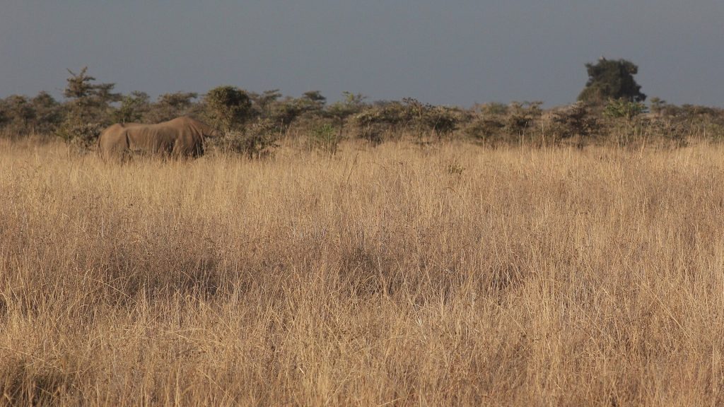 Nairobi National Park Day Tour safari view 3