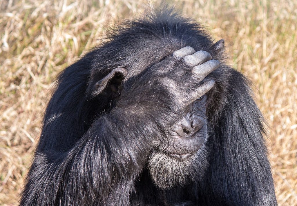 Ol Pejeta Conservancy & Chimpanzee Sanctuary Day Trip