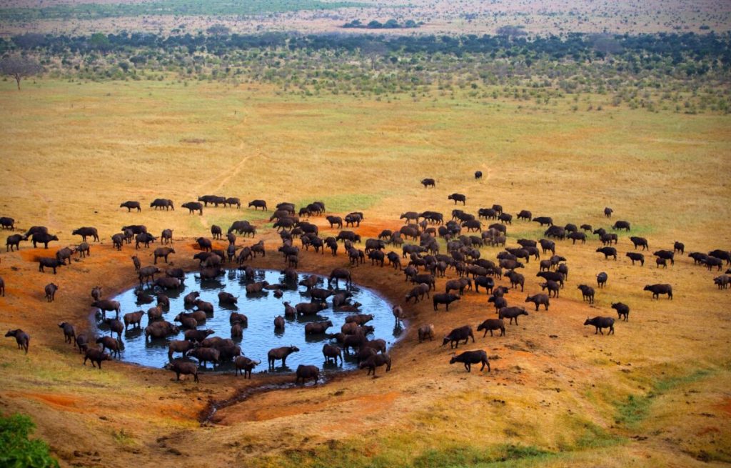 5 Days Tsavo West & Amboseli Luxury Wildlife Tour safari view 3