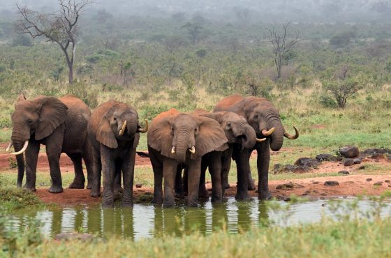 5 Days Tsavo West & Amboseli Luxury Wildlife Tour
