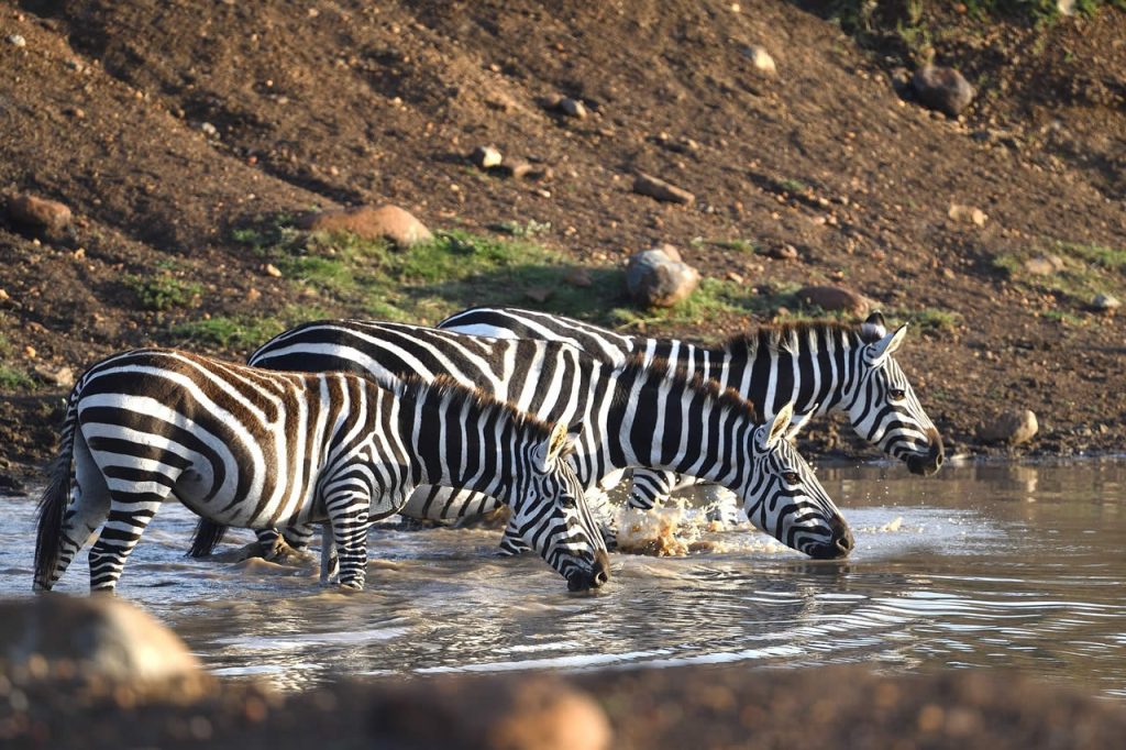 4 Days Explore Masai Mara Luxury Safari safari view 4