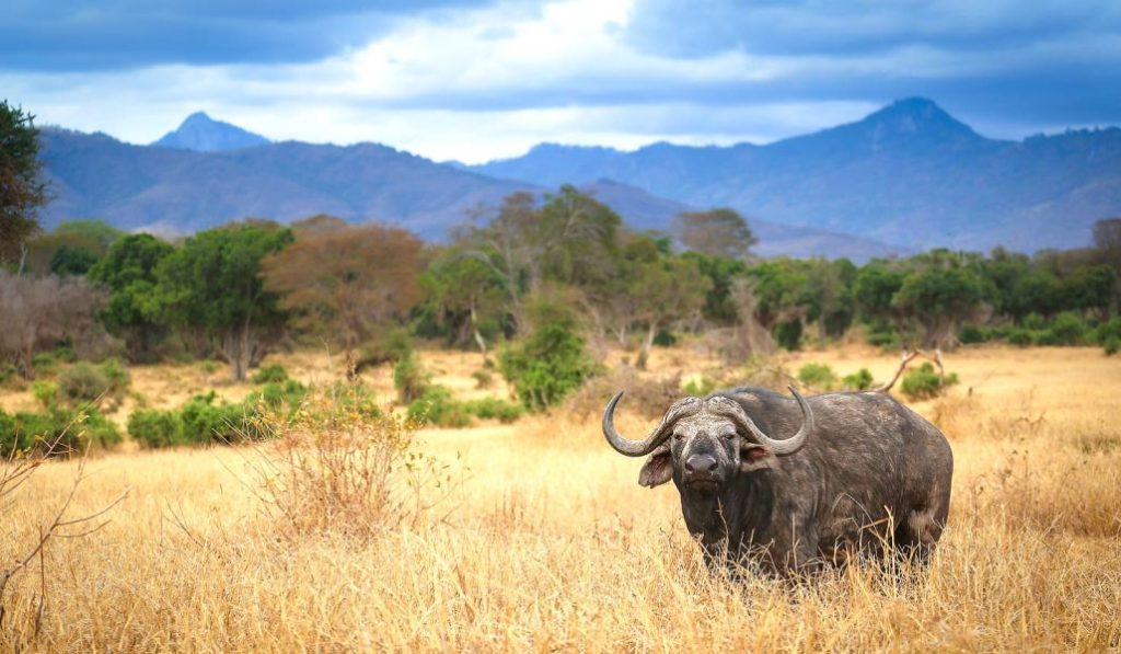 5 Days Tsavo West & Amboseli Luxury Wildlife Tour safari view 2